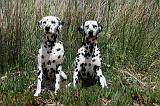 DALMATIEN 301